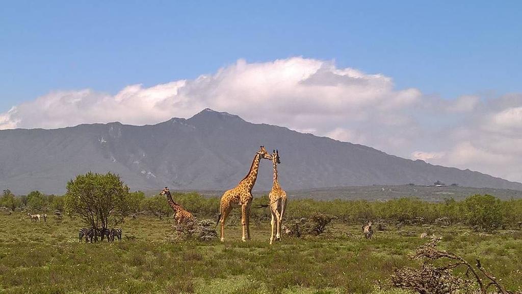 Shwari Cottages Naivasha Bagian luar foto